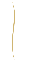 Gold Vertical Line